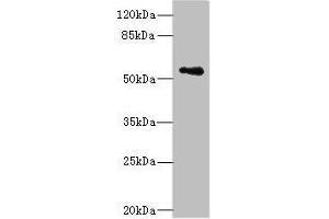 Western blot All lanes: ZSCAN32 antibody at 1 μg/mL + MCF-7 whole cell lysate Secondary Goat polyclonal to rabbit IgG at 1/10000 dilution Predicted band size: 79, 55, 47 kDa Observed band size: 55 kDa (Zinc Finger and SCAN Domain Containing 32 (ZSCAN32) (AA 6-248) 抗体)