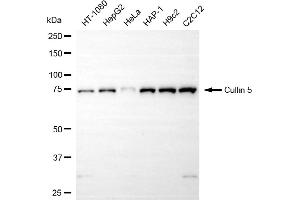 Western blotting analysis using cullin 5 antibody (ABIN7798182). (Recombinant Cullin 5 抗体)