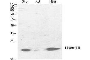 Western Blot (WB) analysis of specific cells using Histone H1 Polyclonal Antibody. (Histone H1 抗体  (Lys1535))