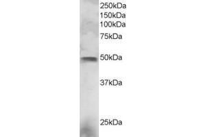 ABIN184777 staining (3µg/ml) of NCI-H460 lysate (RIPA buffer, 30µg total protein per lane). (ELF3 抗体  (C-Term))