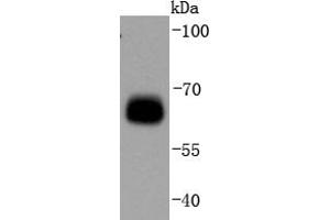 293T Cell lysates, probed with AMPK alpha 1(S496) (11G1) Monoclonal Antibody  at 1:1000 overnight at 4˚C. (PRKAA1 抗体  (pSer496))