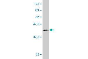 Western Blot detection against Immunogen (37. (PAX2A 抗体  (AA 194-303))