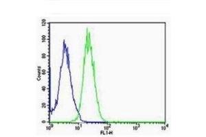A549 cells probed with Rabbit Anti-ARC/Arg3. (Arc 抗体  (AA 101-200))