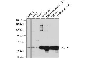 Western blot analysis of extracts of various cell lines, using CDSN antibody (ABIN7266503) at 1:1000 dilution. (Corneodesmosin 抗体  (AA 100-200))