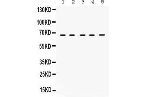 Anti- Munc18-1 Picoband antibody, Western blottingAll lanes: Anti Munc18-1  at 0. (STXBP1 抗体  (N-Term))