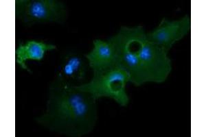 Image no. 2 for anti-Growth Arrest-Specific 7 (GAS7) antibody (ABIN1498380) (GAS7 抗体)