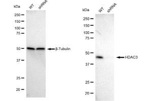 Western blotting analysis using HDAC3 antibody (ABIN7798932).