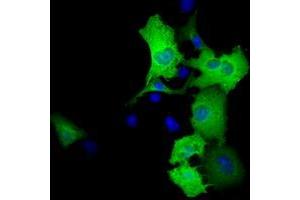 Anti-RALBP1 mouse monoclonal antibody (ABIN2453581) immunofluorescent staining of COS7 cells transiently transfected by pCMV6-ENTRY RALBP1 (RC201524). (RALBP1 抗体)