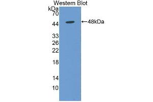 Detection of Recombinant NSE, Human using Monoclonal Antibody to Enolase, Neuron Specific (NSE) (ENO2/NSE 抗体  (AA 2-285))