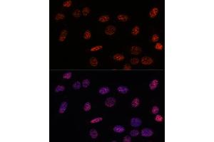 Immunofluorescence analysis of U-2OS using SF3B1 antibody (ABIN7270543) at dilution of d100 (40x lens). (SF3B1 抗体  (AA 1-144))