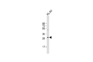 Western Blotting (WB) image for anti-Major Histocompatibility Complex, Class II, DR beta 5 (HLA-DRB5) (AA 43-70) antibody (ABIN653782)
