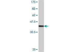 Western Blot detection against Immunogen (37 KDa) . (TRIM61 抗体  (AA 110-208))