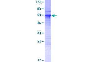 KIAA1191 Protein (KIAA1191) (AA 1-305) (GST tag)