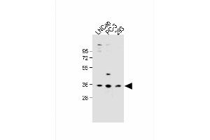 All lanes : Anti-OR6C3 Antibody (Center) at 1:1000 dilution Lane 1: LNCap whole cell lysate Lane 2: PC-3 whole cell lysate Lane 3: 293 whole cell lysate Lysates/proteins at 20 μg per lane. (OR6C3 抗体  (AA 203-238))