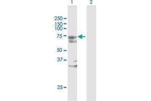 Western Blot analysis of MYST2 expression in transfected 293T cell line by MYST2 MaxPab polyclonal antibody. (MYST2 抗体  (AA 1-611))