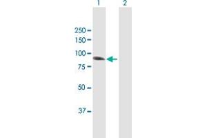 Western Blot analysis of IFI16 expression in transfected 293T cell line by IFI16 MaxPab polyclonal antibody. (IFI16 抗体  (AA 1-729))