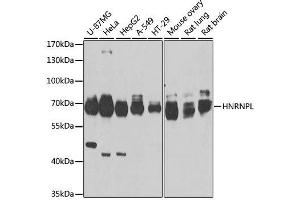 Western blot analysis of extracts of various cell lines, using HNRNPL antibody. (HNRNPL 抗体  (AA 282-589))
