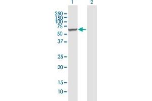 Western Blot analysis of RARS2 expression in transfected 293T cell line by RARS2 MaxPab polyclonal antibody. (RARS2 抗体  (AA 1-578))