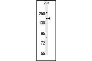 Western blot analysis of PKHG1 Antibody (C-term) in 293 cell line lysates (35ug/lane). (PLEKHG1 抗体  (C-Term))