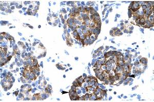 Immunohistochemistry (IHC) image for anti-BARX Homeobox 1 (BARX1) (Middle Region) antibody (ABIN2777664)