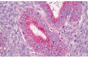 Anti-RNF144A antibody IHC staining of human uterus. (RNF144A 抗体  (AA 151-200))