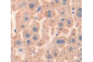 IHC-P analysis of Mouse Tissue, with DAB staining. (Prothrombin 抗体  (AA 201-324))