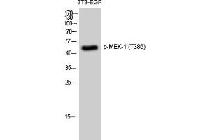 Western Blotting (WB) image for anti-Mitogen-Activated Protein Kinase Kinase 1 (MAP2K1) (pThr386) antibody (ABIN5959683) (MEK1 抗体  (pThr386))