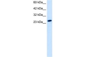Western Blotting (WB) image for anti-TBP-Like 1 (TBPL1) antibody (ABIN2461203) (TBPL1 抗体)
