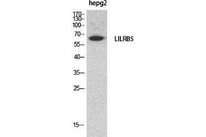 Western Blot (WB) analysis of HepG2 cells using CD85c Polyclonal Antibody. (LILRB5 抗体  (Internal Region))