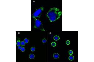 Confocal immunofluorescence analysis of Hela cells (A), BCBL-1 cells (B) and L1210 cells (C) using MPS1 mouse mAb (green). (Mps1 抗体)