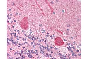 Anti-NFIA antibody IHC of human brain, cerebellum. (NFIA 抗体  (AA 348-397))