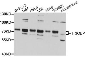 Western blot analysis of extracts of various cell lines, using TRIOBP antibody (ABIN1875210) at 1:1000 dilution.