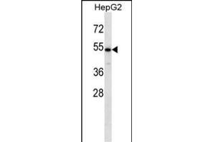 CHST9 Antibody (N-term) (ABIN657112 and ABIN2846259) western blot analysis in HepG2 cell line lysates (35 μg/lane). (CHST9 抗体  (N-Term))