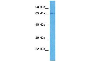 Western Blotting (WB) image for anti-Solute Carrier Family 15 (H+/Peptide Transporter), Member 4 (SLC15A4) (N-Term) antibody (ABIN2781719)