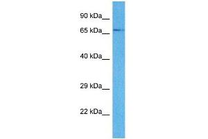 Host:  Rabbit  Target Name:  SLC15A4  Sample Tissue:  Human 786-0 Whole Cell  Antibody Dilution:  1ug/ml (SLC15A4 抗体  (N-Term))
