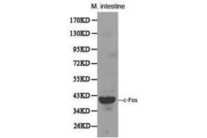 Western Blotting (WB) image for anti-c-Fos (c-Fos) antibody (ABIN1872715) (c-FOS 抗体)