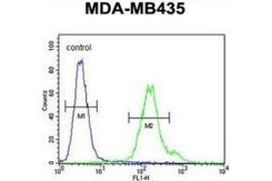 Flow cytometric analysis of MDA-MB435 cells (right histogram) compared to a negative control cell (left histogram) using Metaxin-2 Antibody (C-term), followed by FITC-conjugated goat-anti-rabbit secondary antibodies. (MTX2 抗体  (C-Term))