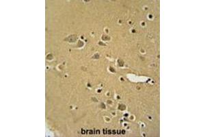 AMY2B antibody (N-term) immunohistochemistry analysis in formalin fixed and paraffin embedded human brain tissue followed by peroxidase conjugation of the secondary antibody and DAB staining. (AMY2B 抗体  (N-Term))