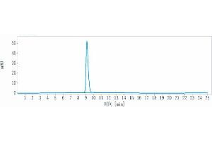 The purity of Anti-ERBB1 / EGFR / HER1 Reference Antibody (7A7) is more than 95 % , determined by SEC-HPLC. (Recombinant EGFR 抗体)
