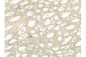 anti-D-Amino-Acid Oxidase (DAO) (C-Term) antibody