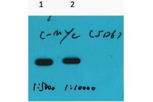 Western Blotting (WB) image for anti-Myc Tag antibody (ABIN3181097) (Myc Tag 抗体)