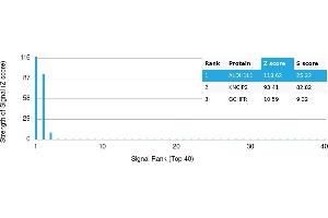 Protein Array (PAr) image for anti-Aldehyde Dehydrogenase 1 Family, Member L1 (ALDH1L1) antibody (ABIN7456198) (ALDH1L1 抗体)