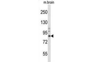 Western Blotting (WB) image for anti-Neurotrophic Tyrosine Kinase, Receptor, Type 1 (NTRK1) antibody (ABIN3003428) (TRKA 抗体)
