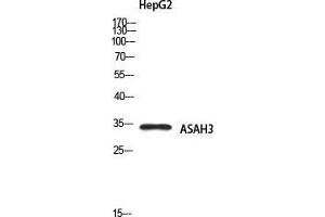 Western Blot (WB) analysis of HepG2 using ASAH3 antibody. (ACER1 抗体)