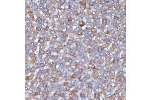 Immunohistochemistry of paraffin-embedded rat liver using L1 Rabbit mAb (ABIN7265535) at dilution of 1:100 (40x lens).