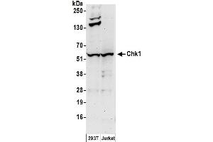 Western Blotting (WB) image for anti-Checkpoint Kinase 1 (CHEK1) (AA 200-250) antibody (ABIN7453256)