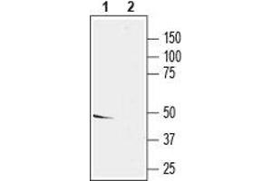 Western blot analysis of rat brain lysate: - 1. (KCNS2 抗体  (Intracellular))