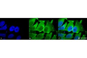 Immunocytochemistry/Immunofluorescence analysis using Mouse Anti-Hsc70 (Hsp73) Monoclonal Antibody, Clone 1F2-H5 . (Hsc70 抗体  (Atto 488))
