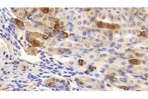Detection of GHRL in Mouse Stomach Tissue using Polyclonal Antibody to Ghrelin (GHRL) (Ghrelin 抗体  (AA 28-117))
