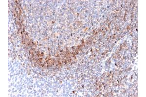 Formalin-fixed, paraffin-embedded human Tonsil stained with CD79b Mouse Monoclonal Antibody (B29/123). (CD79b 抗体  (C-Term))